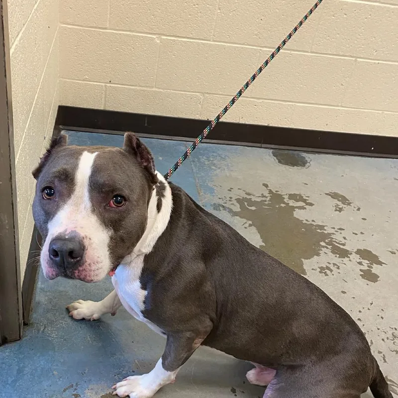 A senior medium-sized male Mixed Breed dog named Zuko for adoption in Memphis, TN