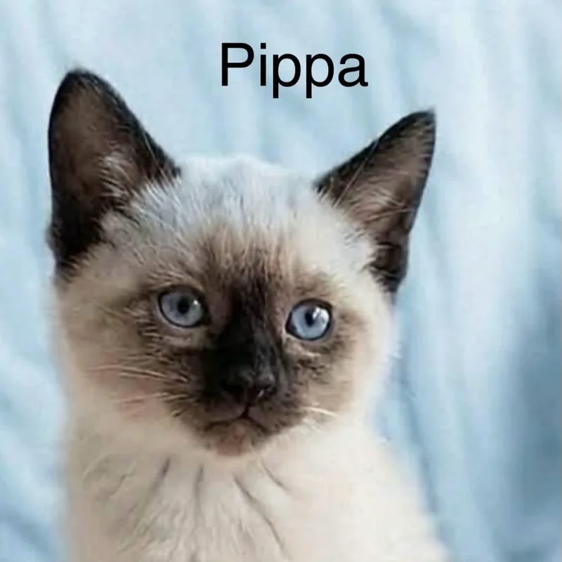 A baby medium-sized female Chocolate Point Siamese cat named Pippa for adoption in Wyandotte, MI
