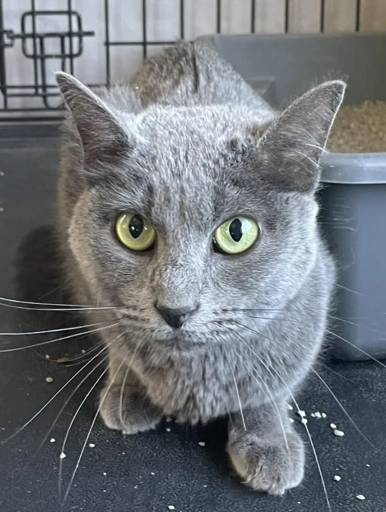 An adult medium-sized female Domestic Short Hair cat named Wini for adoption in Ogden, UT