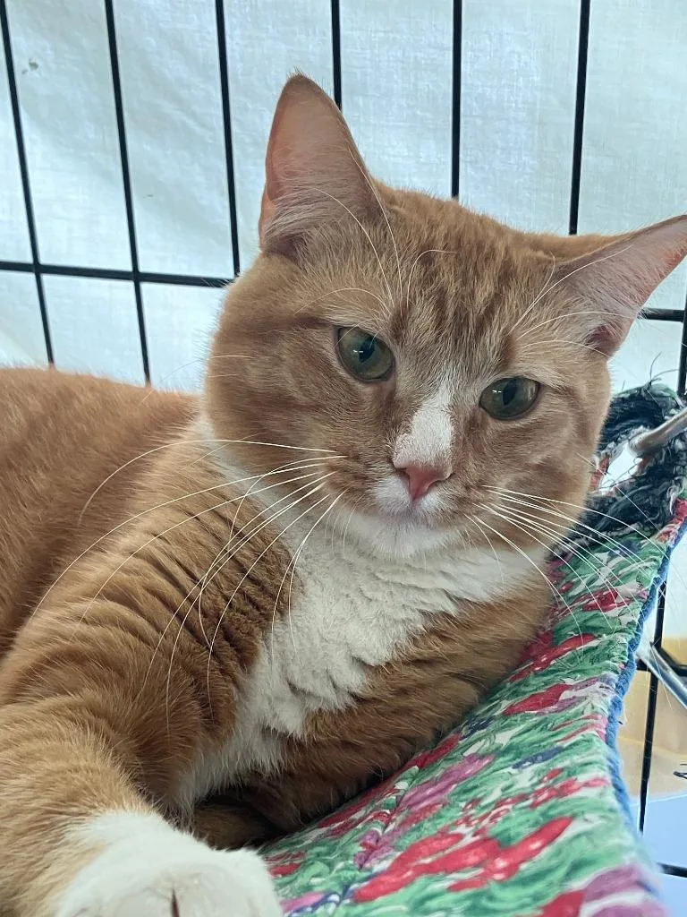 A baby large-sized male Domestic Short Hair cat named Shredder for adoption in Lunenburg, MA