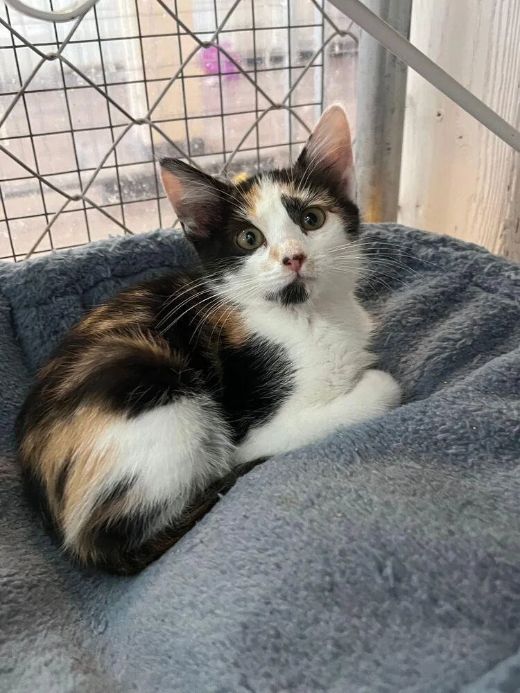 A baby small-sized female Orange & White Calico cat named Addie for adoption in McPherson, KS