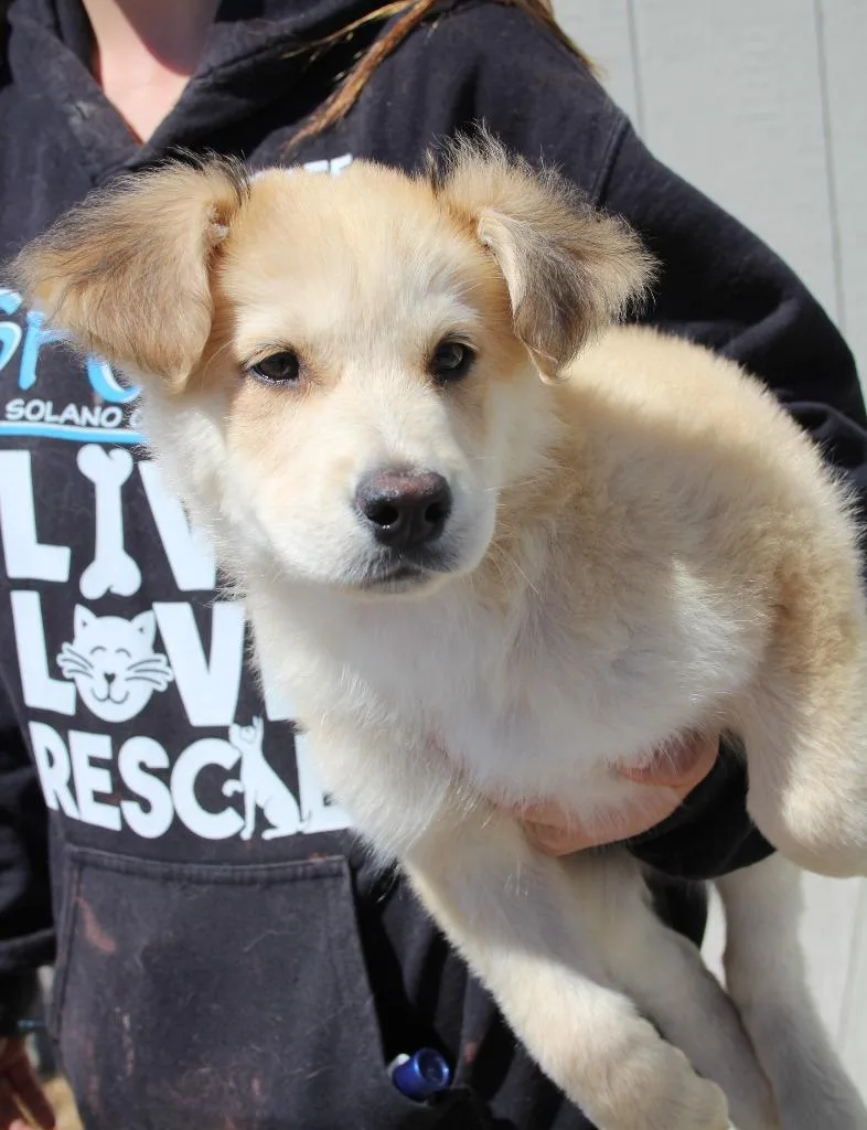 A baby medium-sized male Shepherd dog named Hennessy for adoption in Vacaville, CA