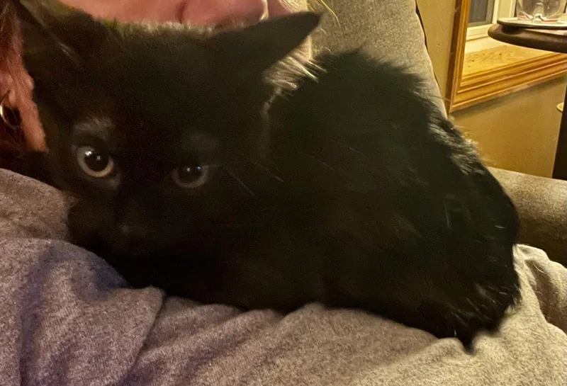 A young medium-sized male Black Domestic Short Hair cat named Little Man for adoption in Zimmerman, MN