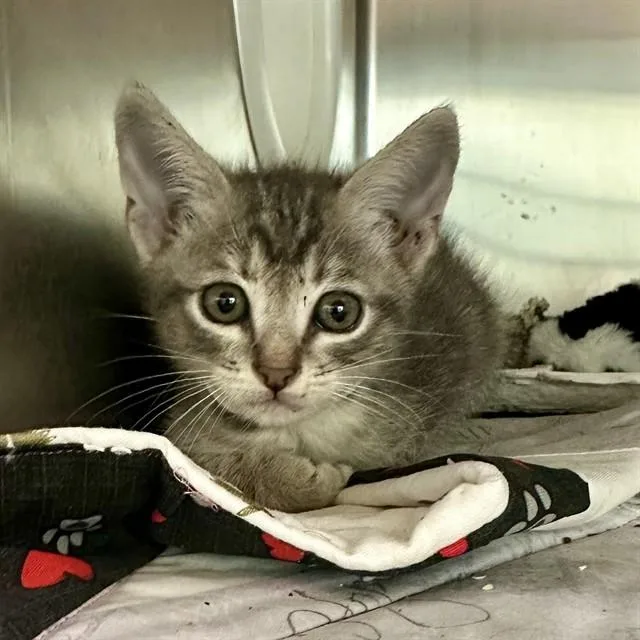 A baby small-sized female Domestic Short Hair cat named Kiki for adoption in Riverside, CA
