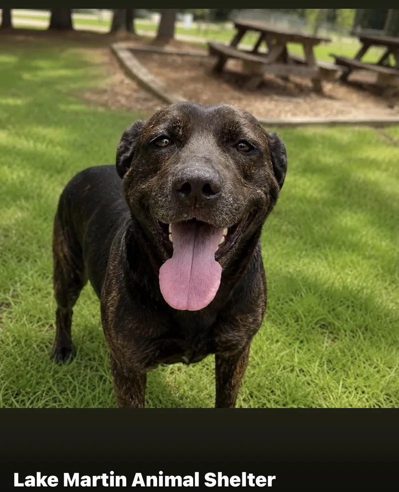 Nova