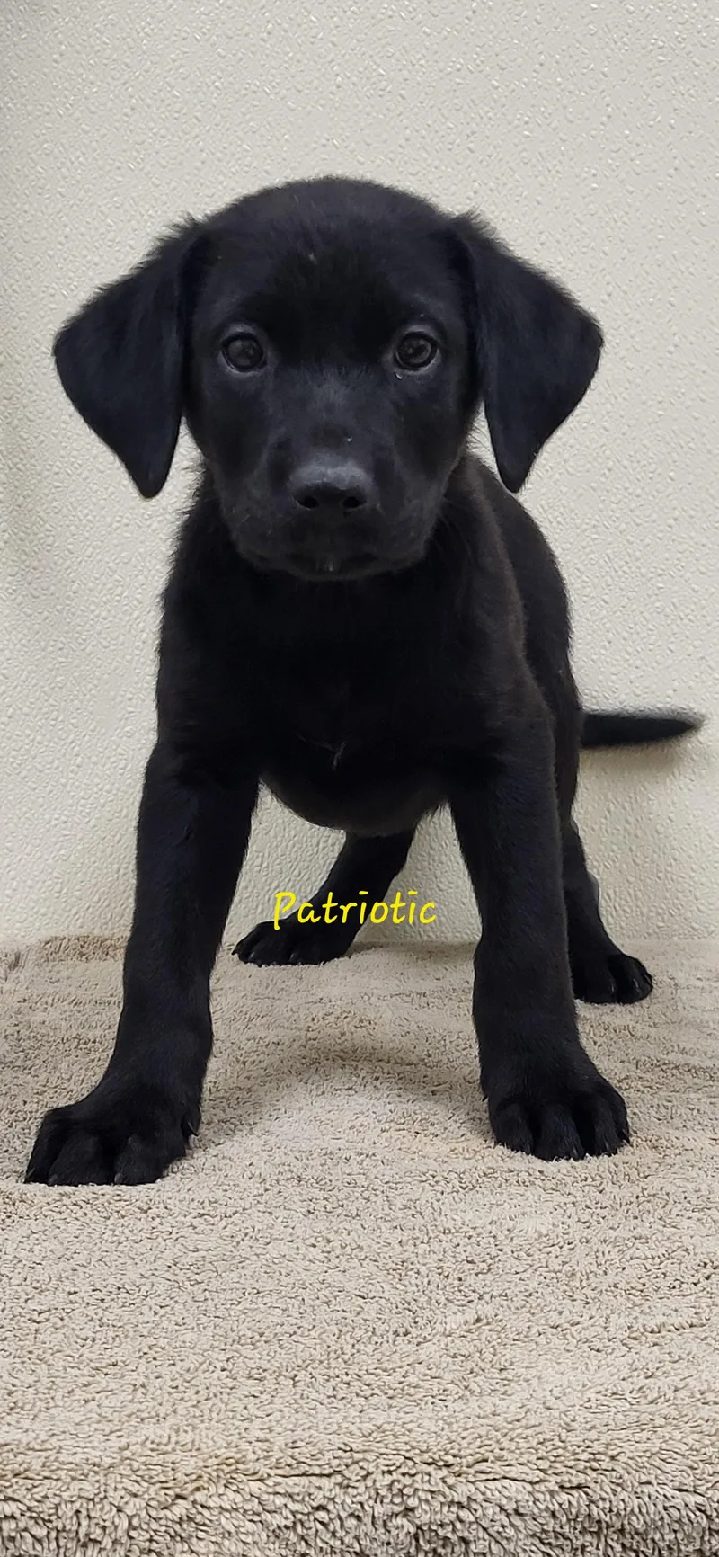 A baby large-sized male Black Labrador Retriever dog named Patriotic for adoption in Marion, MS