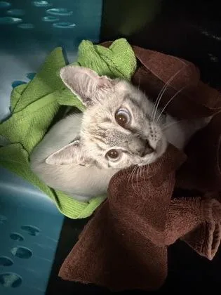A baby medium-sized male Domestic Short Hair cat named Asher for adoption in Chamblee, GA