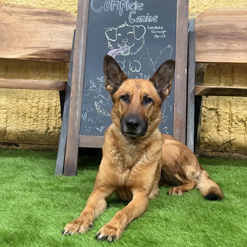 An adult medium-sized female Shepherd dog named Loka "Freya" for adoption in Verona, VA