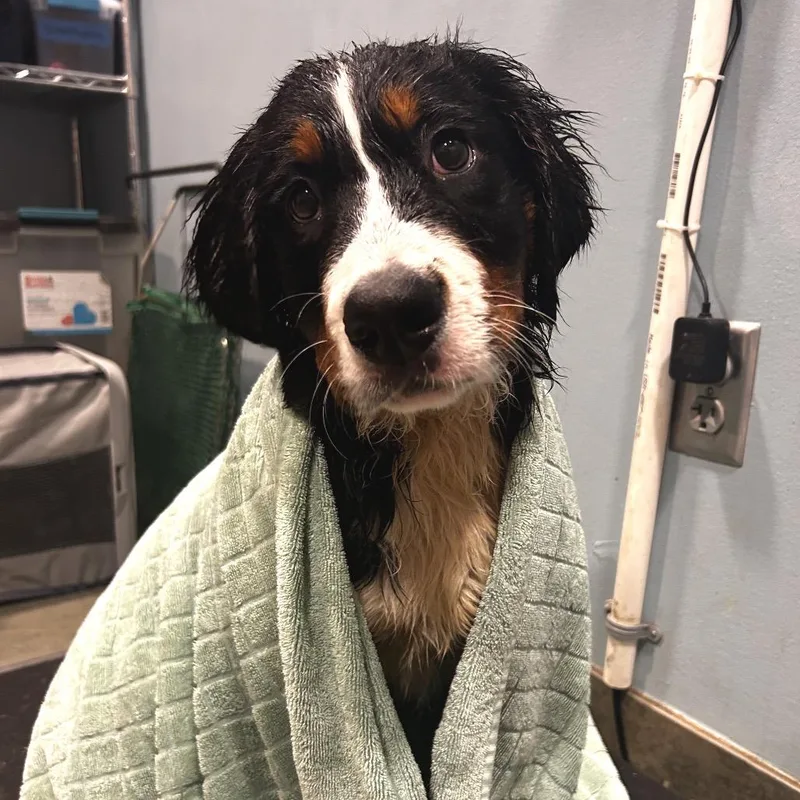 A baby medium-sized female Black Mixed Breed dog named Juno for adoption in Chattanooga, TN