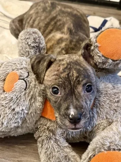 A baby medium-sized male Terrier dog named Zoro for adoption in Picayune, MS