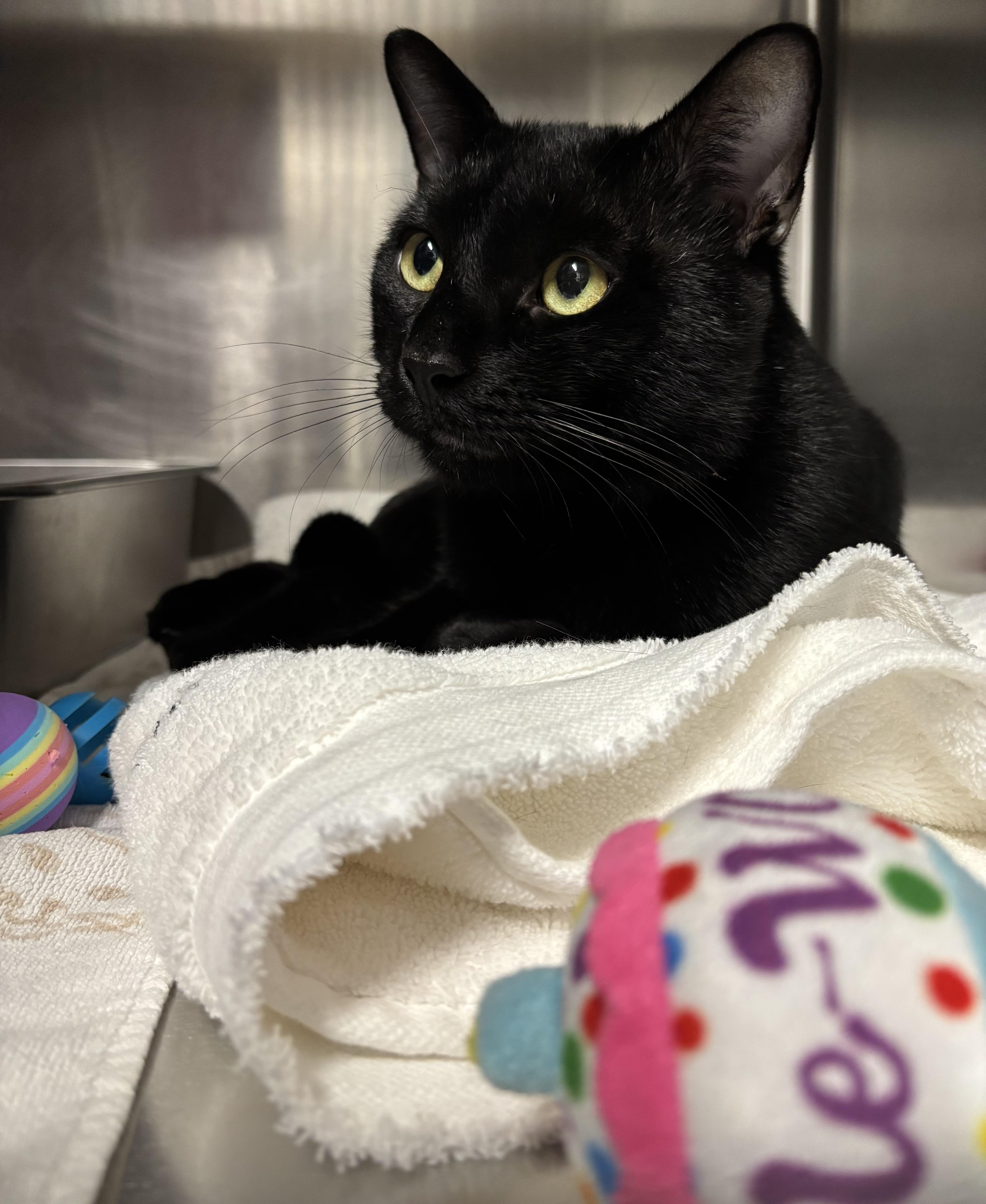 A young medium-sized male Domestic Short Hair cat named Chazz for adoption in Marblehead, MA