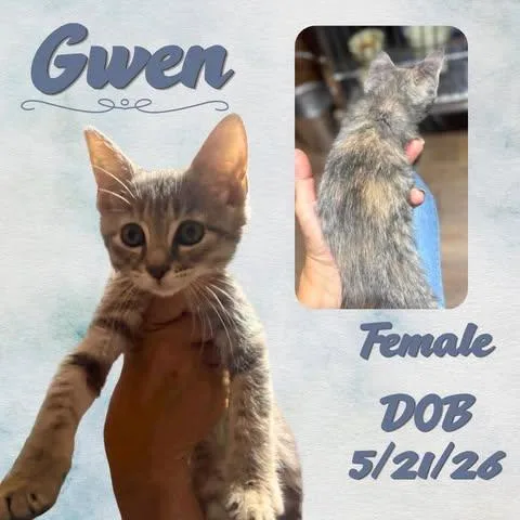 A baby medium-sized female Dilute Tortoiseshell Domestic Short Hair cat named Gwen for adoption in Caldwell, TX
