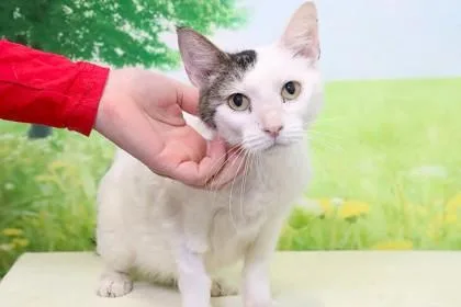 A senior medium-sized female Domestic Short Hair cat named Mimi Mittens for adoption in West Chester, PA