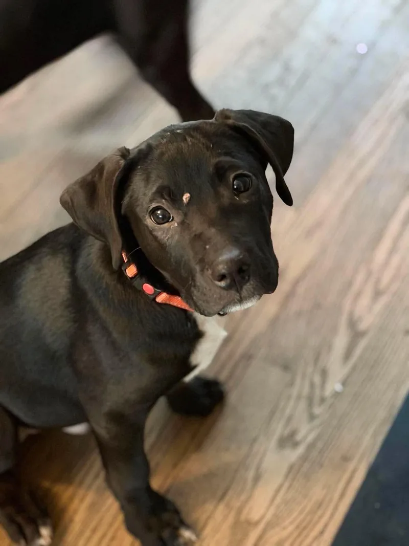 A baby medium-sized male Black Mixed Breed dog named Gino for adoption in Highland, NY