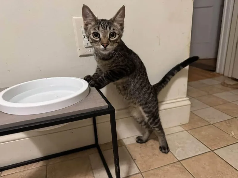 A baby medium-sized male Tabby (Brown / Chocolate) Domestic Short Hair cat named Shadow for adoption in Ontario, NY