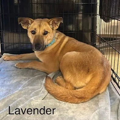 A young small-sized female Shepherd dog named Lavender for adoption in Knoxville, TN