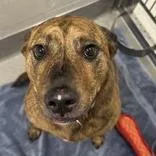 An adult large-sized female Hound dog named Daisy Mae for adoption in Hilliard, OH