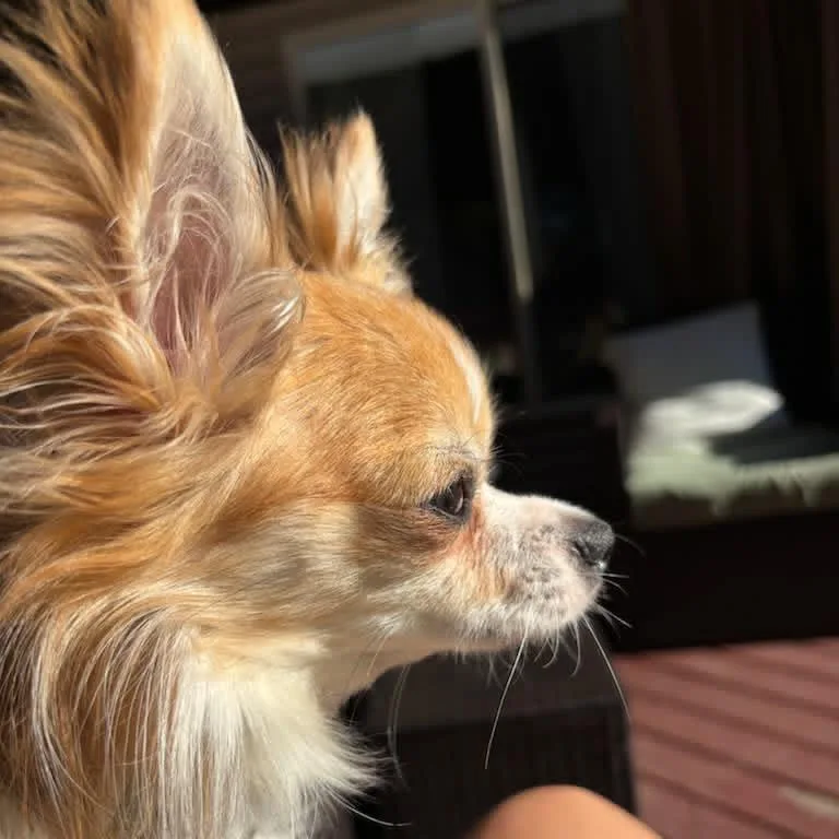 Boe