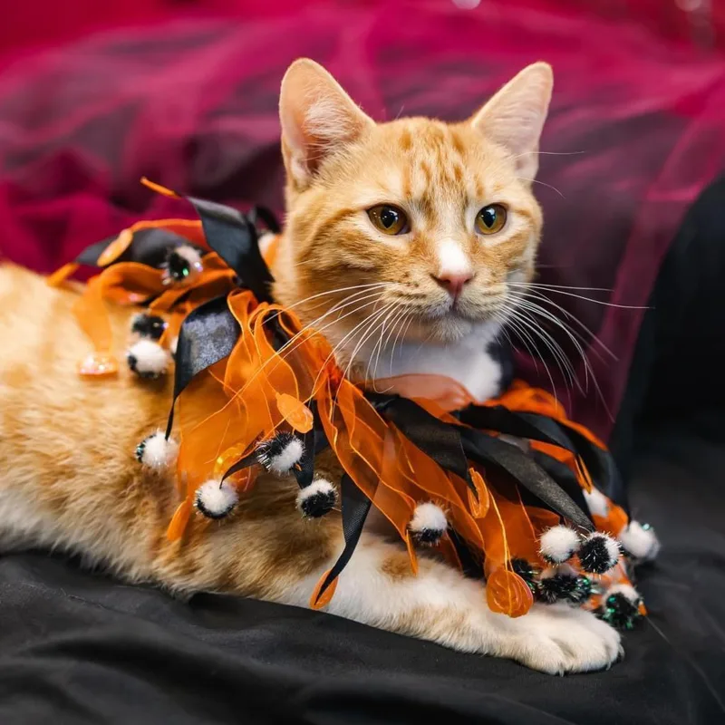 Orange  C thumbnail 2