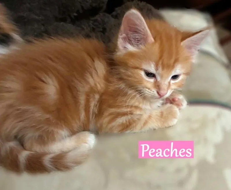 A baby medium-sized female Domestic Medium Hair cat named Peaches for adoption in Hoover , AL