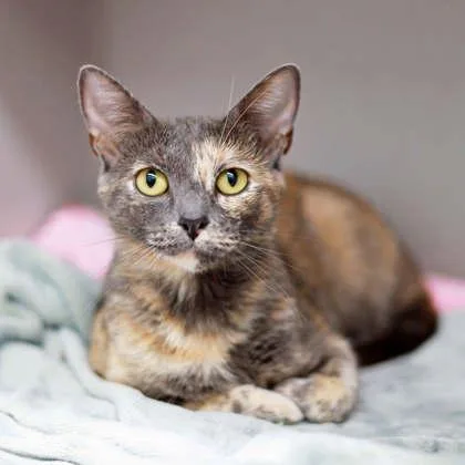 An adult small-sized female Black Domestic Short Hair cat named Arabella for adoption in Atlanta, GA