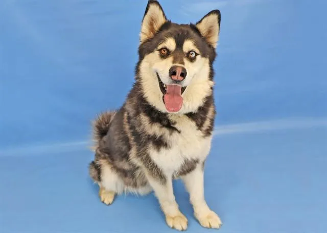 Koda