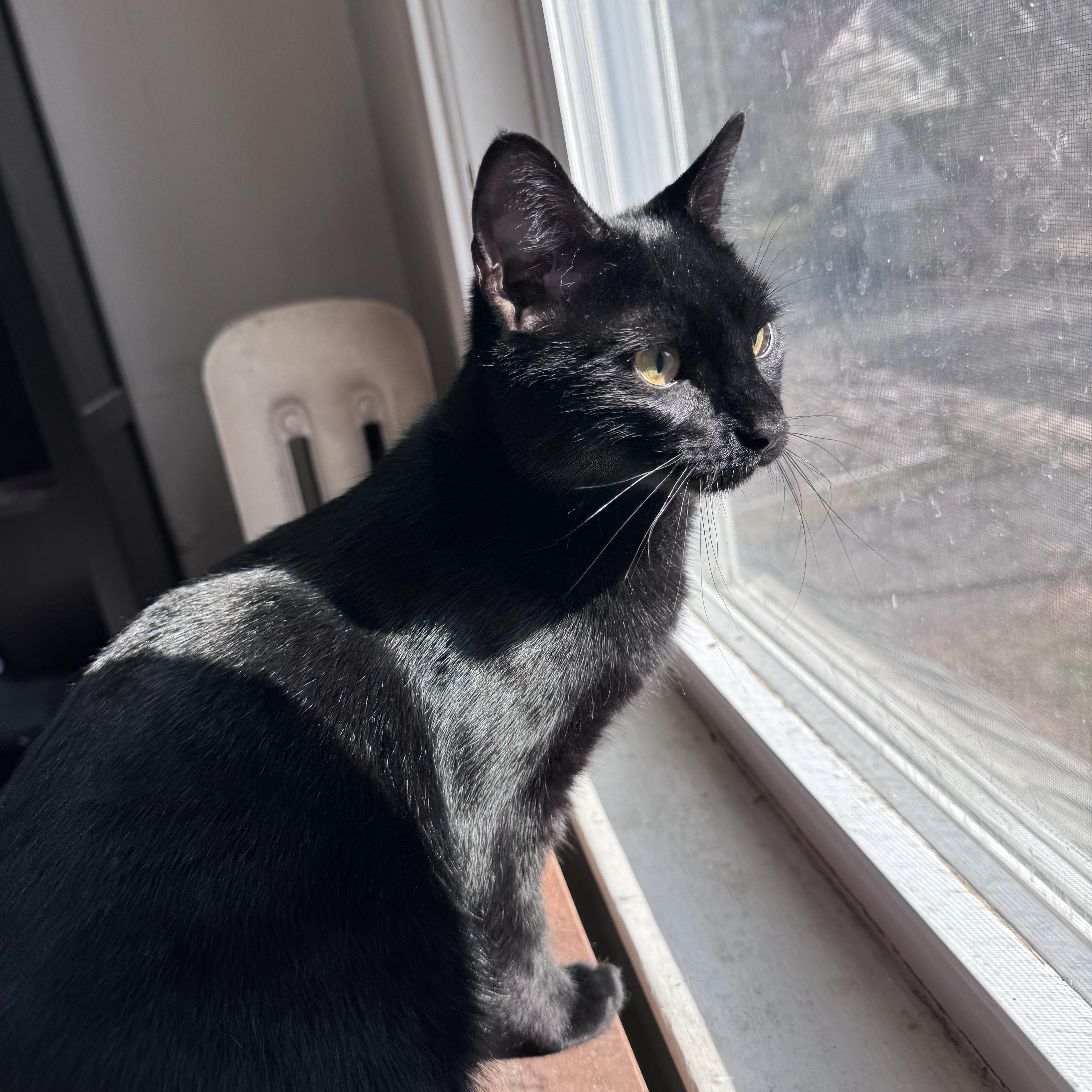 Kiwi & Clementine thumbnail 2