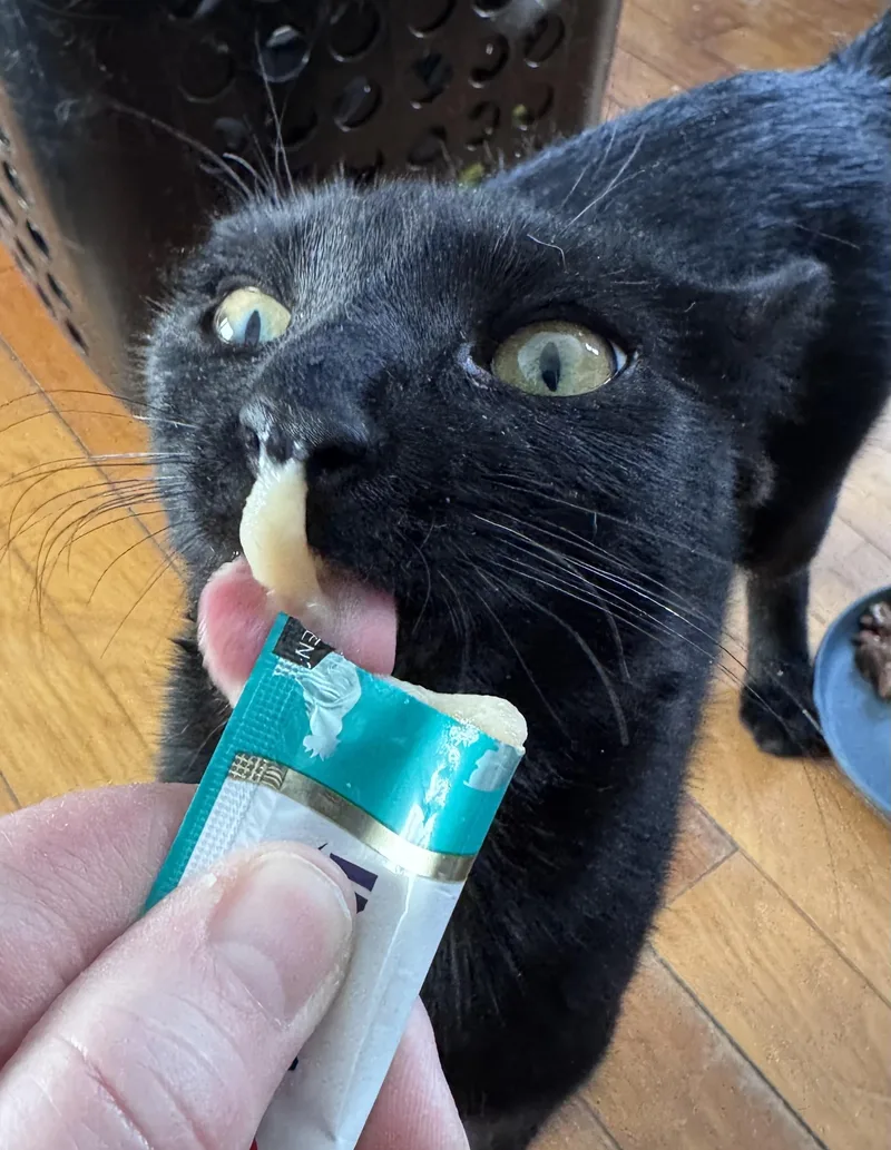 Kiwi & Clementine thumbnail 3