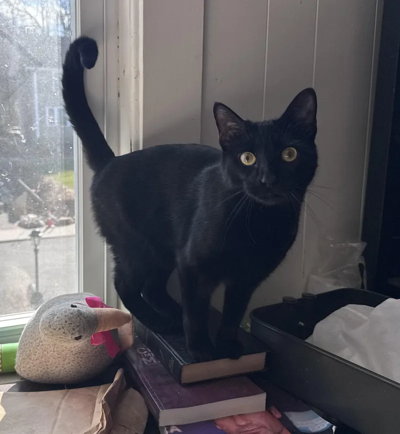 A young medium-sized female Black Domestic Short Hair cat named Kiwi & Clementine for adoption in Uxbridge, MA