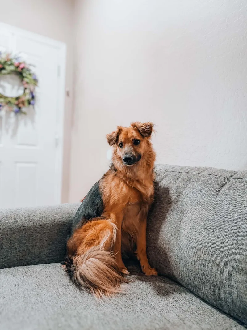 An adult medium-sized male German Shepherd Dog dog named Ope for adoption in Goodyear, AZ