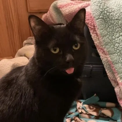 Cheesy Nacho thumbnail 3