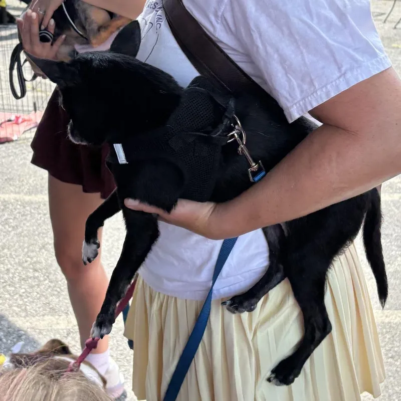 A senior small-sized male Chihuahua dog named Cocoa for adoption in Rockville, MD