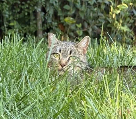 A young medium-sized female Tabby (Leopard / Spotted) Abyssinian cat named Lily for adoption in North Highlands, CA