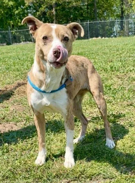 A young large-sized female Catahoula Leopard Dog dog named Dipsy for adoption in Chickamauga , GA