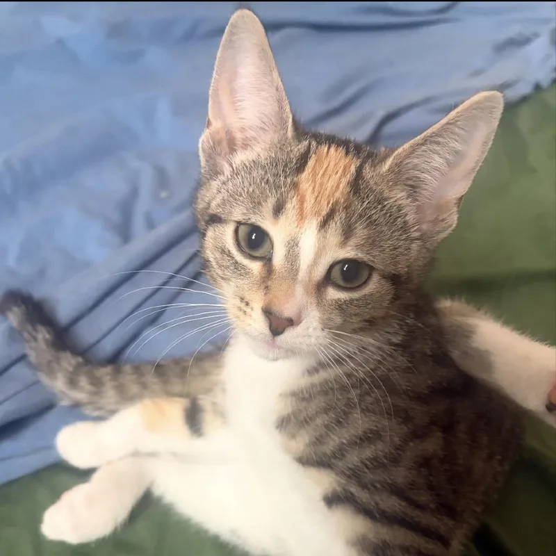 A baby small-sized female Gray / Blue / Silver Domestic Short Hair cat named Fauna for adoption in Ferndale, MI