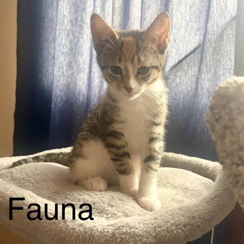 Fauna thumbnail 2