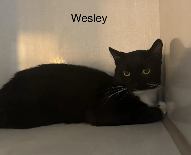 A baby medium-sized male Black Domestic Short Hair cat named Wesley for adoption in Ulster, PA