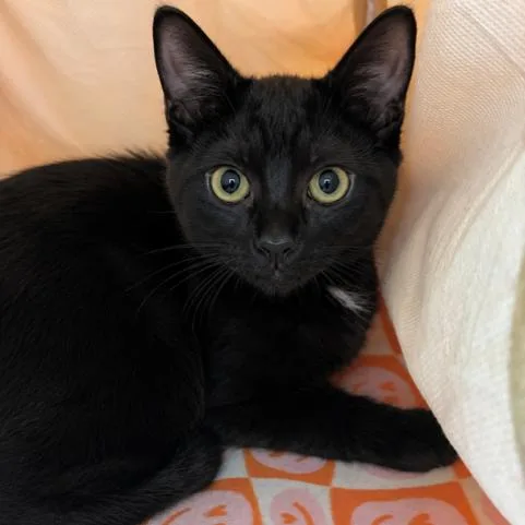 A baby small-sized female Black American Shorthair cat named Mulberry for adoption in Pensacola, FL