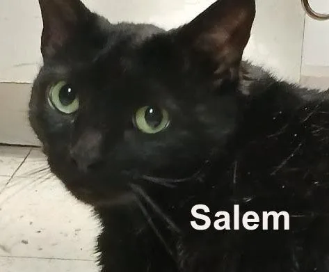 Salem Shes.