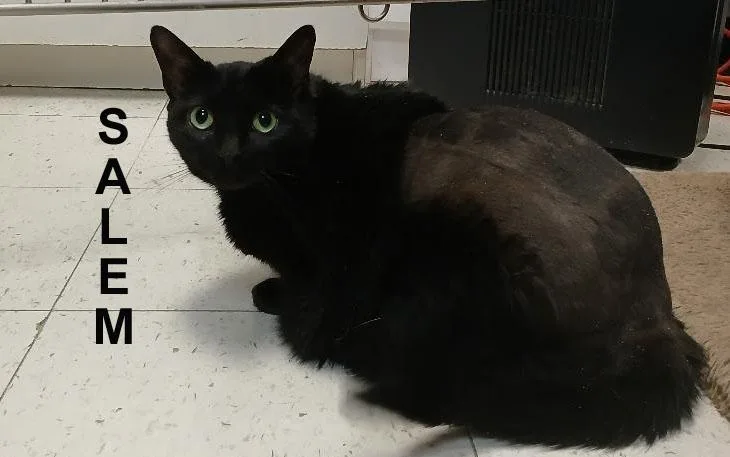 Salem Shes. thumbnail 2