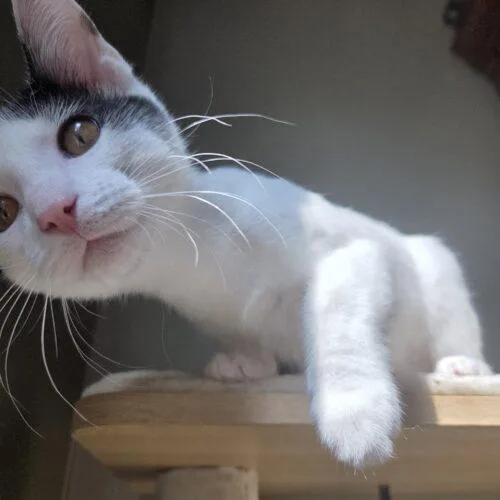 A baby small-sized male White Domestic Short Hair cat named Mellow for adoption in Canal Winchester, OH