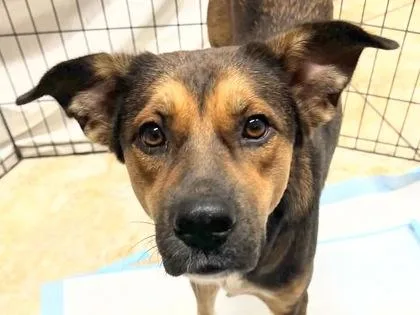 An adult medium-sized female Mixed Breed dog named Lemon Drop for adoption in Georgetown, TX