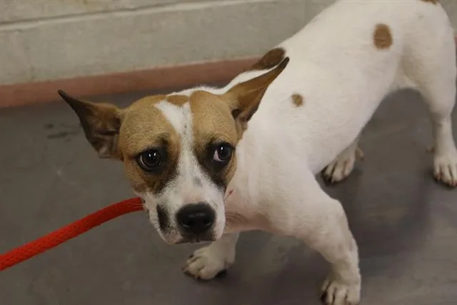 A young small-sized female Mixed Breed dog named Spots for adoption in Columbia, SC
