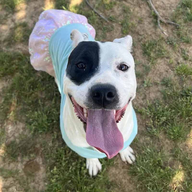 An adult medium-sized female White / Cream Mixed Breed dog named Wilma for adoption in Chattanooga, TN