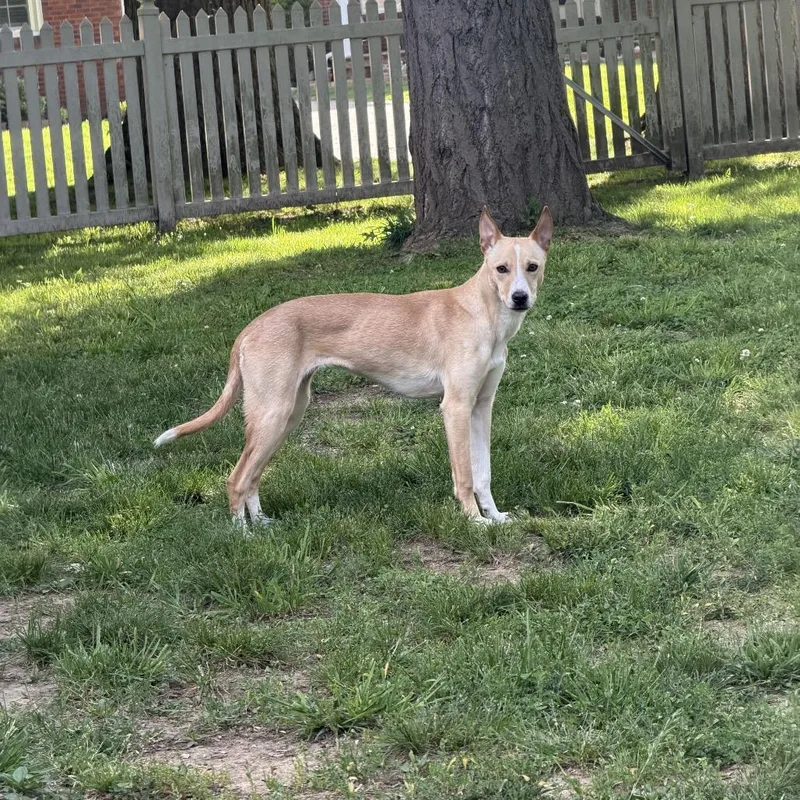 A young medium-sized female Yellow / Tan / Blond / Fawn Mixed Breed dog named Lola for adoption in Jeffersonville, IN