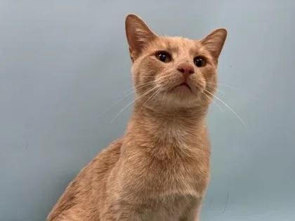 An adult small-sized male Domestic Short Hair cat named Lucky George for adoption in Golden Valley, MN