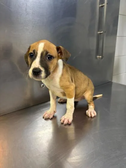 A baby medium-sized female Mixed Breed dog named River D for adoption in West Chester, PA