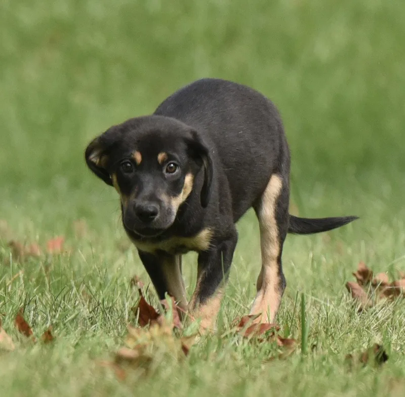 A baby medium-sized male Australian Shepherd dog named Tuba for adoption in Mechanicsburg, PA