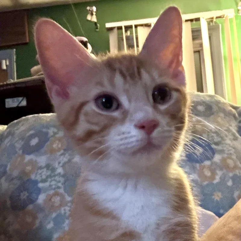 A baby medium-sized male Tabby (Orange / Red) Domestic Short Hair cat named Theo for adoption in Cranford, NJ