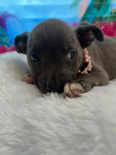 Kai